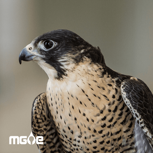 Watch MGE’s Nesting Falcons!