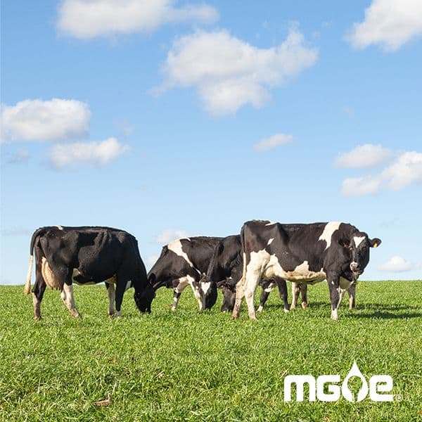 🌱Renewable Natural Gas from MGE to Power Your Home or Business